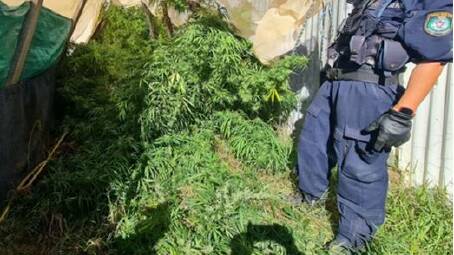 Police allege the street value of the cannabis was worth $78,000. Photos from NSW Police.